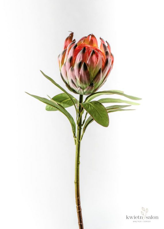 kwiat-protea-krolewska